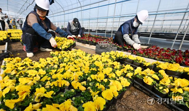 10일 인천시 서구 연희동 계양공원사업소에서 직원들이 봄철 도시미화작업에 사용될 팬지꽃 출하 작업을 하고 있다.조병석기자