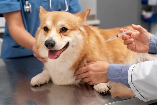 한 동물병원에서 광견병 예방접종을 맞는 모습. 인천시 제공