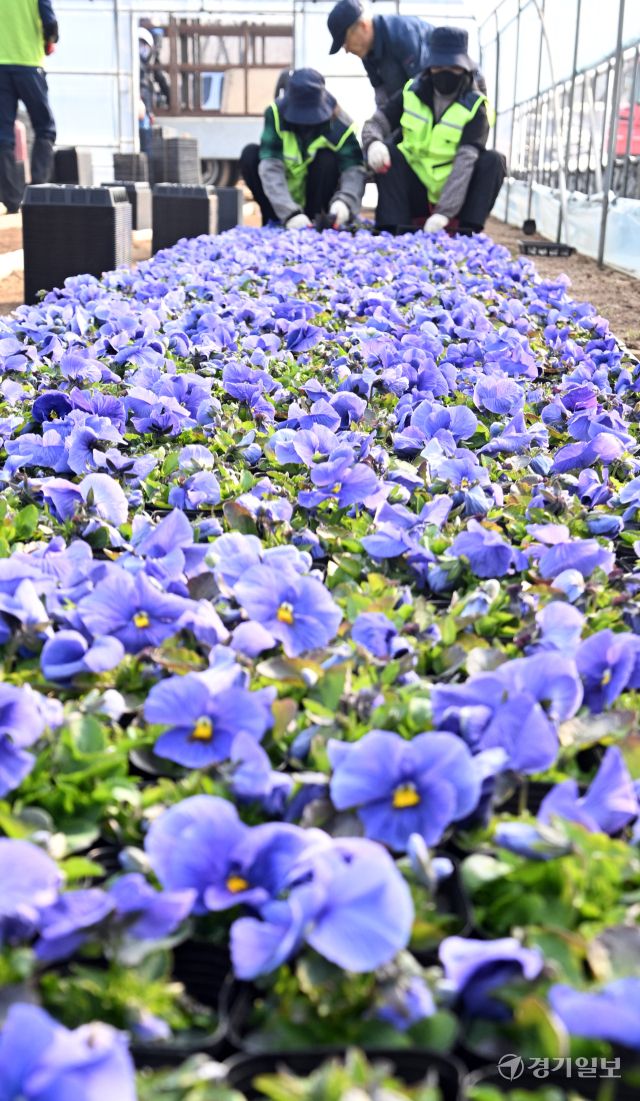 10일 인천시 서구 연희동 계양공원사업소에서 직원들이 봄철 도시미화작업에 사용될 팬지꽃 출하 작업을 하고 있다.조병석기자