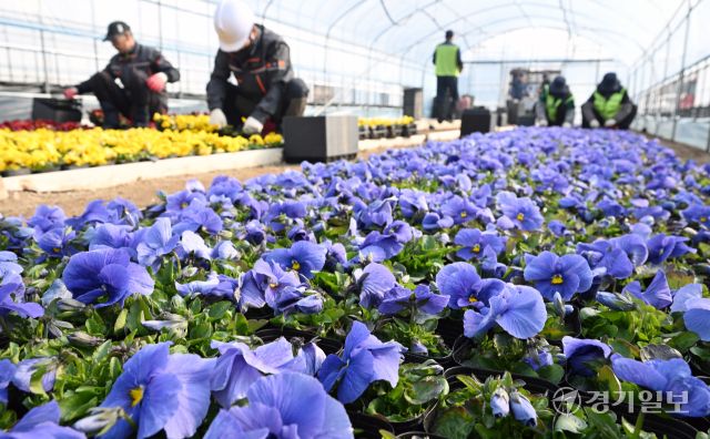 10일 인천시 서구 연희동 계양공원사업소에서 직원들이 봄철 도시미화작업에 사용될 팬지꽃 출하 작업을 하고 있다.조병석기자