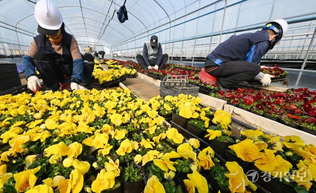 10일 인천시 서구 연희동 계양공원사업소에서 직원들이 봄철 도시미화작업에 사용될 팬지꽃 출하 작업을 하고 있다.조병석기자