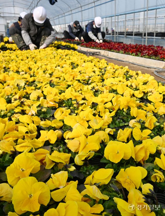 10일 인천시 서구 연희동 계양공원사업소에서 직원들이 봄철 도시미화작업에 사용될 팬지꽃 출하 작업을 하고 있다.조병석기자