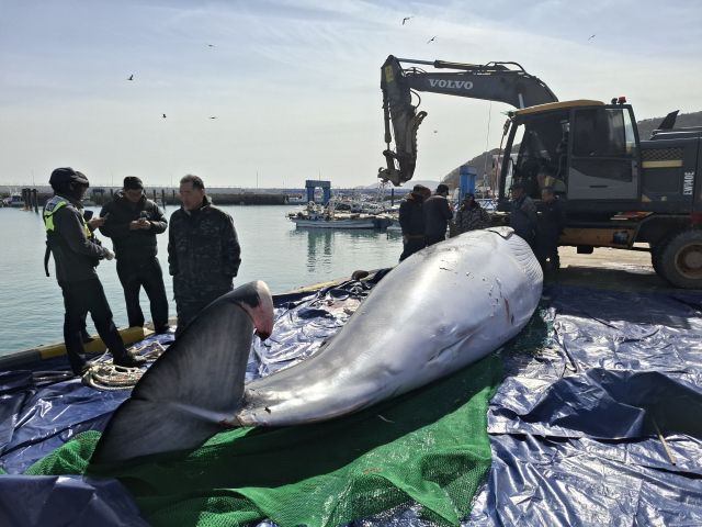 13일 오전 인천 옹진군 대청도 앞 바다에서 길이 약 7m 짜리 죽은 고래가 발견됐다. 사진은 고래 모습. 독자 제공