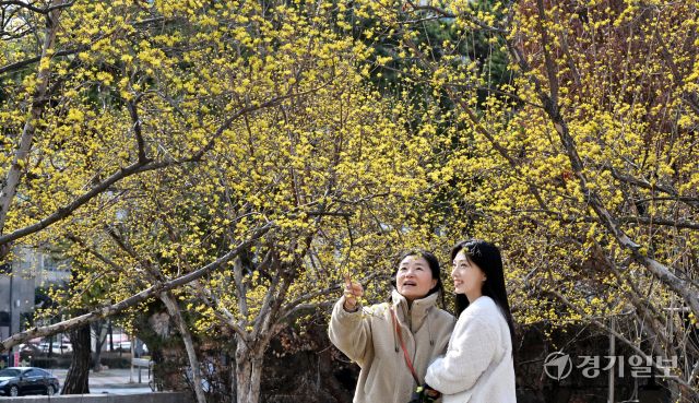심술궂은 꽃샘추위 속에서도 봄은 어김없이 시작됐다. 17일 오후 수원특례시 경기아트센터 광장에서 노랗게 만개한 산수유꽃이 본격적인 봄이 찾아왔음을 알려주고 있다. 김시범기자