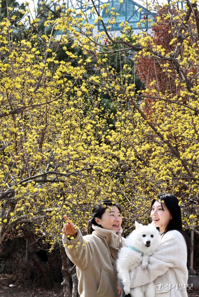 심술궂은 꽃샘추위 속에서도 봄은 어김없이 시작됐다. 17일 오후 수원특례시 경기아트센터 광장에서 노랗게 만개한 산수유꽃이 본격적인 봄이 찾아왔음을 알려주고 있다. 김시범기자