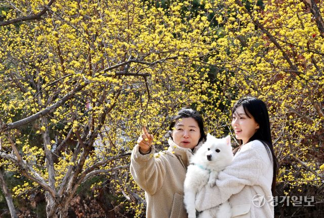 심술궂은 꽃샘추위 속에서도 봄은 어김없이 시작됐다. 17일 오후 수원특례시 경기아트센터 광장에서 노랗게 만개한 산수유꽃이 본격적인 봄이 찾아왔음을 알려주고 있다. 김시범기자