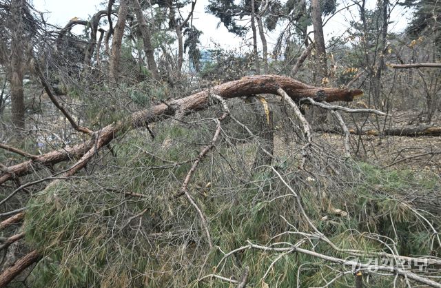 수원 팔달산, 지난 겨울 폭설 피해 소나무 방치 [포토뉴스]