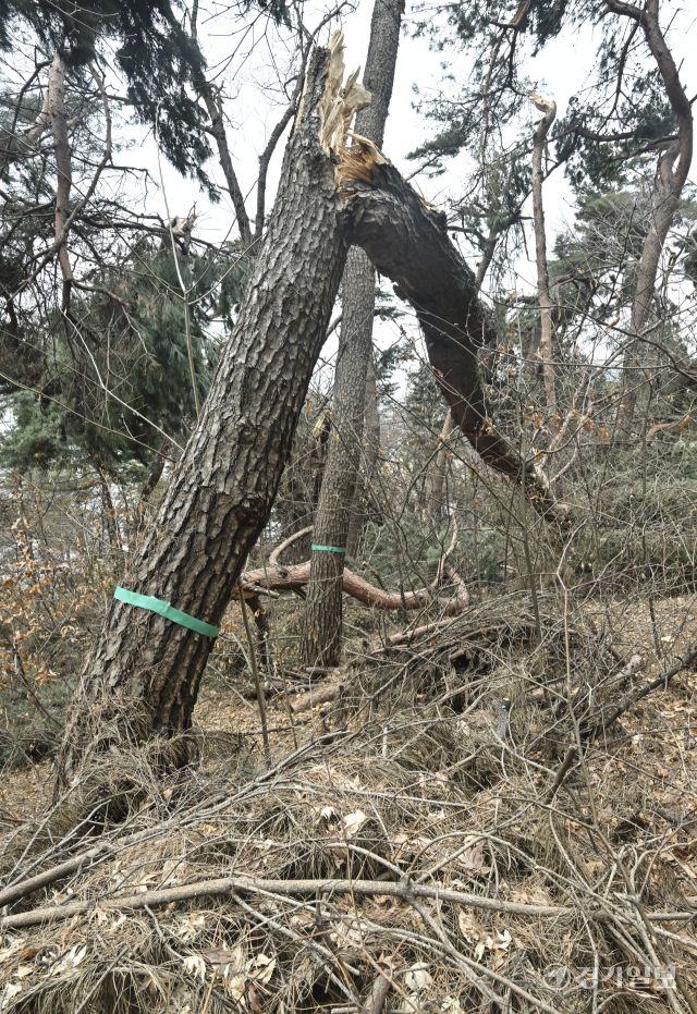 수원 팔달산, 지난 겨울 폭설 피해 소나무 방치 [포토뉴스]