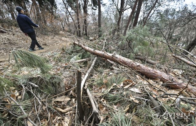 수원 팔달산, 지난 겨울 폭설 피해 소나무 방치 [포토뉴스]