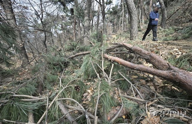 수원 팔달산, 지난 겨울 폭설 피해 소나무 방치 [포토뉴스]