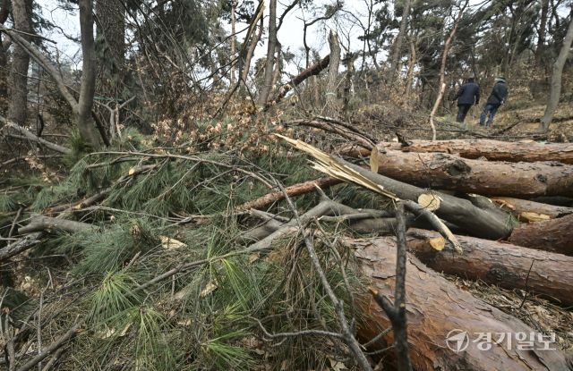 수원 팔달산, 지난 겨울 폭설 피해 소나무 방치 [포토뉴스]