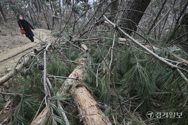 수원 팔달산, 지난 겨울 폭설 피해 소나무 방치 [포토뉴스]