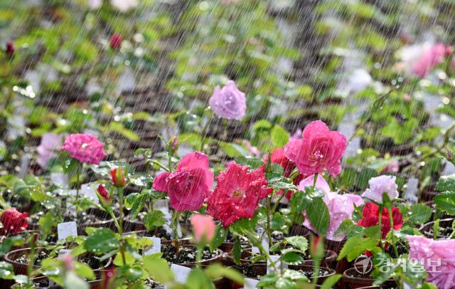 절기상 춘분이자 세계 물의 날을 이틀 앞둔 20일 화성특례시 경기도농업기술원 온실에서 연구용 장미가 직원이 뿌려주는 물을 맞으며 생기를 더하고 있다. 김시범기자