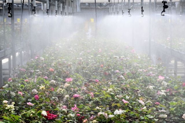 절기상 춘분이자 세계 물의 날을 이틀 앞둔 20일 화성특례시 경기도농업기술원 온실에서 연구용 장미가 직원이 뿌려주는 물을 맞으며 생기를 더하고 있다. 김시범기자
