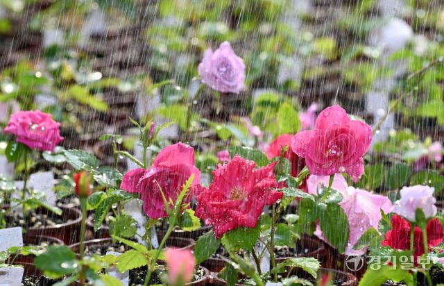 절기상 춘분이자 세계 물의 날을 이틀 앞둔 20일 화성특례시 경기도농업기술원 온실에서 연구용 장미가 직원이 뿌려주는 물을 맞으며 생기를 더하고 있다. 김시범기자