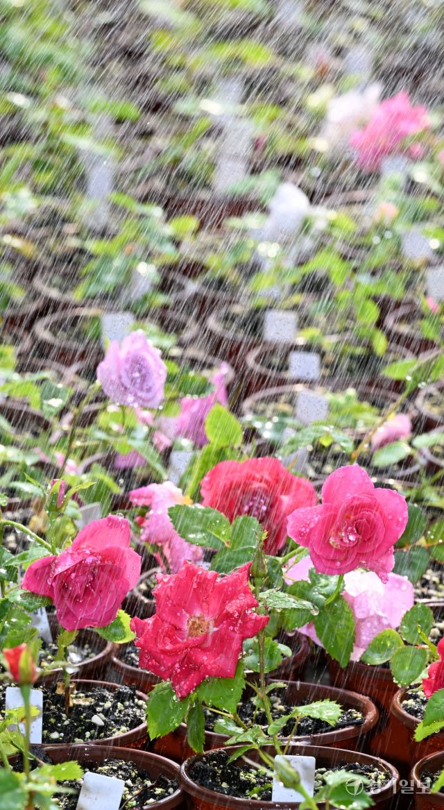 절기상 춘분이자 세계 물의 날을 이틀 앞둔 20일 화성특례시 경기도농업기술원 온실에서 연구용 장미가 직원이 뿌려주는 물을 맞으며 생기를 더하고 있다. 김시범기자