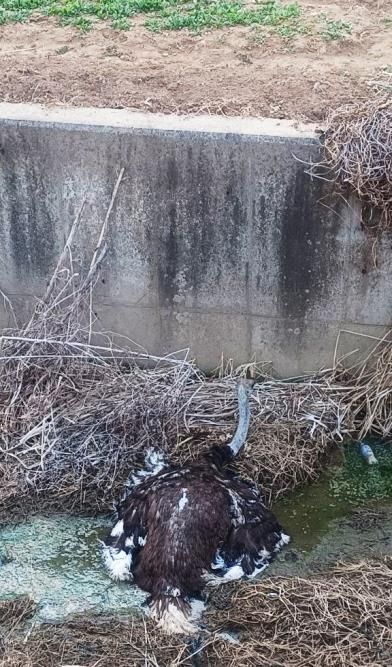 시흥 과림동 서울외곽순환고속도로 안현분기점 인근에서 발견된 타조. 경기도소방재난본부 제공
