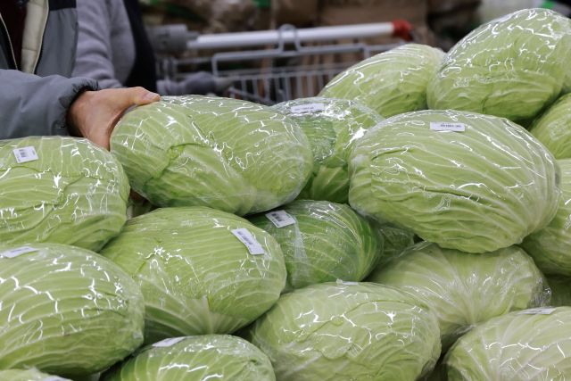 23일 한 마트를 찾은 시민이 양배추를 고르는 모습. 연합뉴스