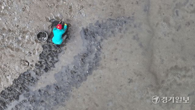 25일 인천 중구 북성포구 갯벌에서 한 어민이 조개를 캐고 있다. 조병석기자