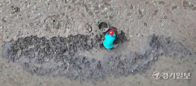 25일 인천 중구 북성포구 갯벌에서 한 어민이 조개를 캐고 있다. 조병석기자