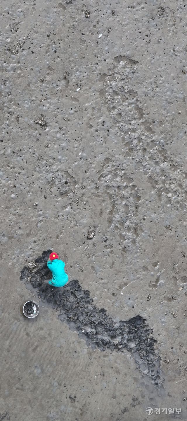 25일 인천 중구 북성포구 갯벌에서 한 어민이 조개를 캐고 있다. 조병석기자