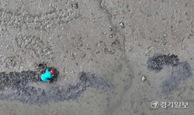 25일 인천 중구 북성포구 갯벌에서 한 어민이 조개를 캐고 있다. 조병석기자