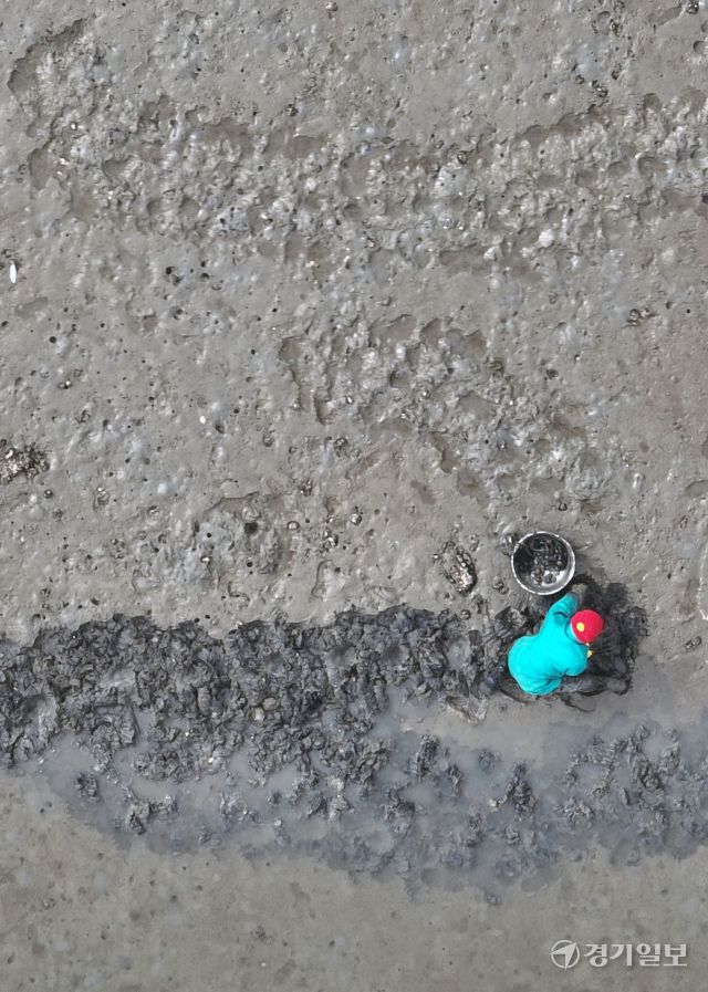 25일 인천 중구 북성포구 갯벌에서 한 어민이 조개를 캐고 있다. 조병석기자