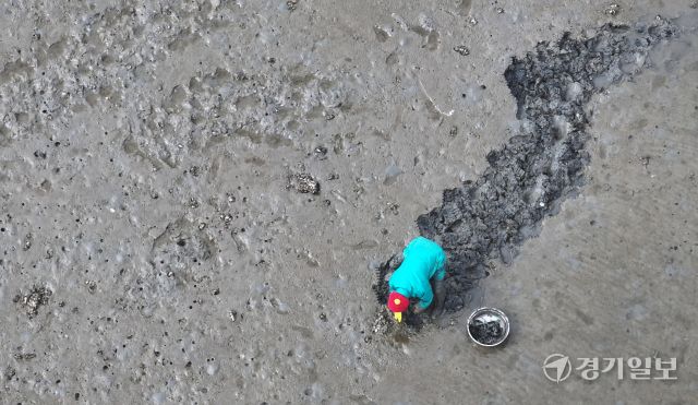 25일 인천 중구 북성포구 갯벌에서 한 어민이 조개를 캐고 있다. 조병석기자