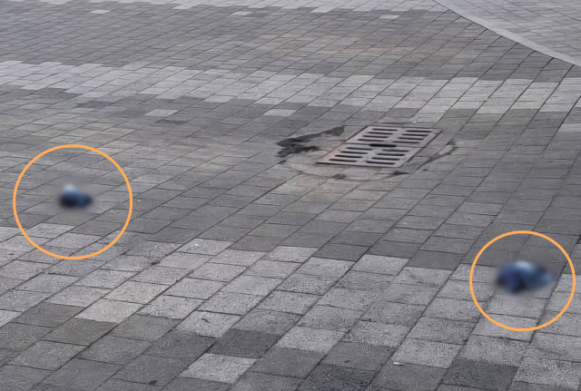 지난 6일 오전 인천 부평구 경인국철(경인선) 1호선 백운역 주변에서 발견된 비둘기 사체. 독자 제공