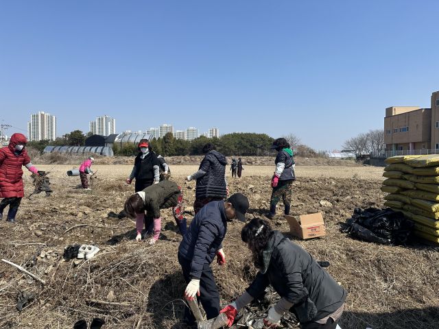 장기동 주민자치회 위원들이 감자를 심기 위해 밭갈이를 하고 있다. 장기동 행정복지센터 제공