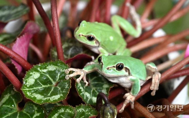 경칩을 하루 앞둔 4일 화성특례시 경기도농업기술원 곤충자원센터에서 연구용 청개구리가 깨어나 꽃잎 위에 올라가 있다. 김시범기자