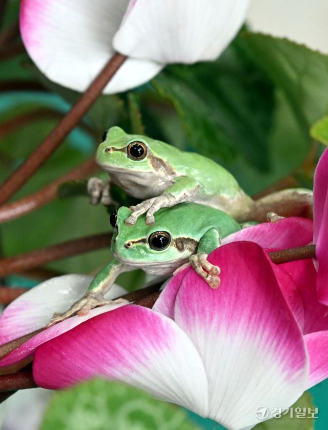 경칩을 하루 앞둔 4일 화성특례시 경기도농업기술원 곤충자원센터에서 연구용 청개구리가 깨어나 꽃잎 위에 올라가 있다. 김시범기자