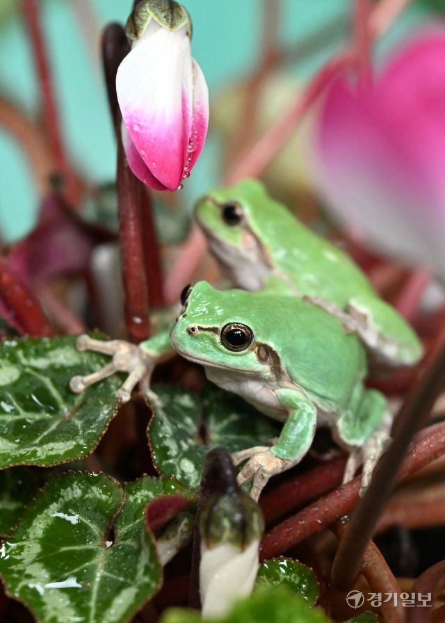 경칩을 하루 앞둔 4일 화성특례시 경기도농업기술원 곤충자원센터에서 연구용 청개구리가 깨어나 꽃잎 위에 올라가 있다. 김시범기자