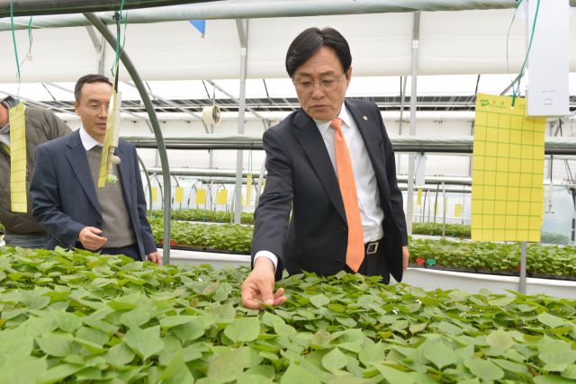 박용철 강화군수가 농업기술센터를 방문해 고구마묘를 살펴보고 있다. 강화군 제공