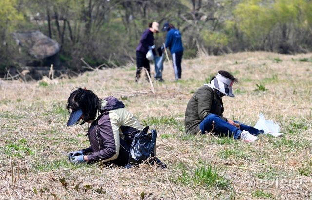 따듯한 봄날씨를 보인 1일 오후 수원특례시 장안구 이목동 서호천변에서 주부들이 갓 돋아난 쑥, 냉이, 달래 등 봄나물을 캐고 있다. 김시범기자
