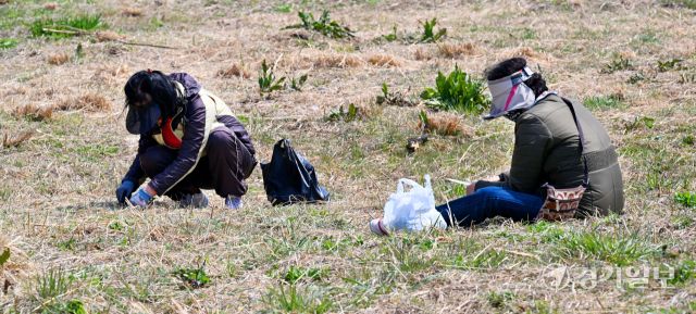 따듯한 봄날씨를 보인 1일 오후 수원특례시 장안구 이목동 서호천변에서 주부들이 갓 돋아난 쑥, 냉이, 달래 등 봄나물을 캐고 있다. 김시범기자