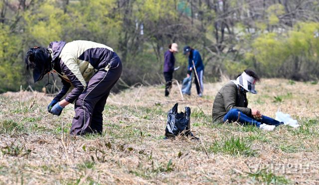 따듯한 봄날씨를 보인 1일 오후 수원특례시 장안구 이목동 서호천변에서 주부들이 갓 돋아난 쑥, 냉이, 달래 등 봄나물을 캐고 있다. 김시범기자