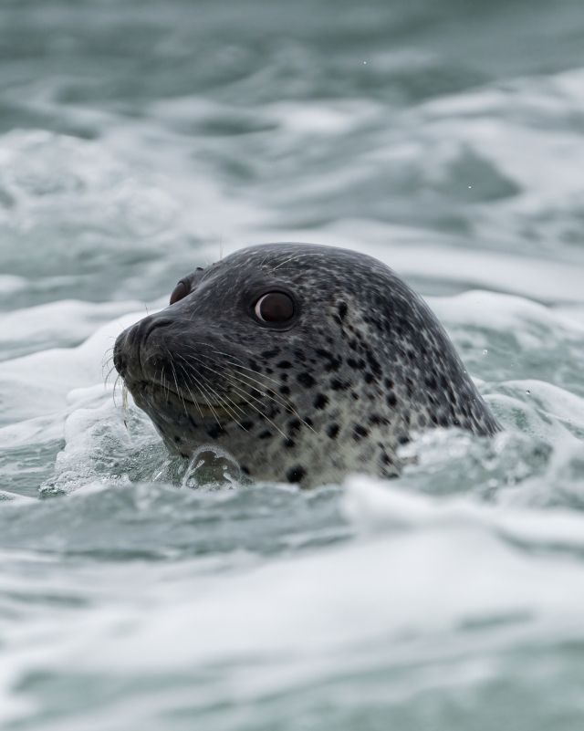 백령도의 주민들이 발견한 점박이 물범. 인천녹색연합 황해물범시민사업단 제공