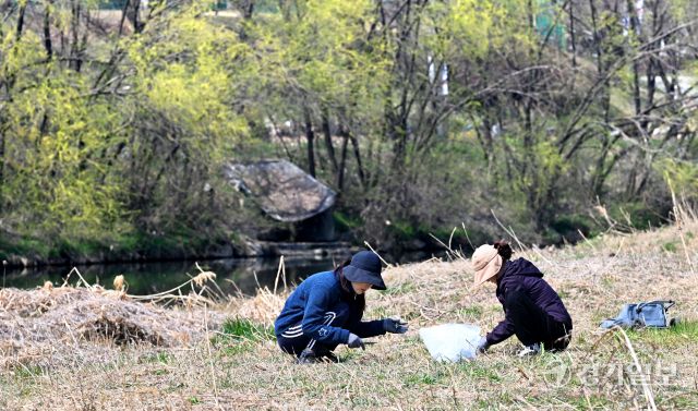 따듯한 봄날씨를 보인 1일 오후 수원특례시 장안구 이목동 서호천변에서 주부들이 갓 돋아난 쑥, 냉이, 달래 등 봄나물을 캐고 있다. 김시범기자