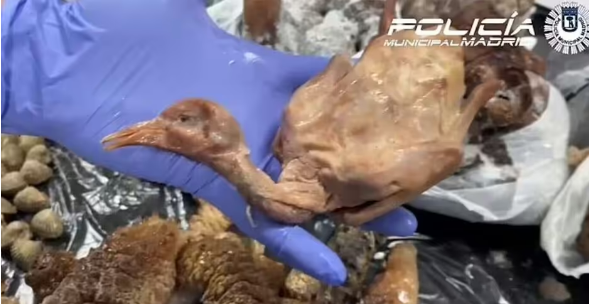 해당 식당에서 압수된 비둘기. 마드리드 시 경찰 제공