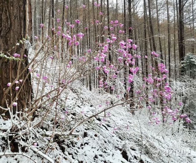 13일 오전 양평군 용문산에 때 아닌 폭설이 내려 분홍 진달래와 등산로, 나뭇가지에 하얀 눈이 소복이 쌓여 멋진 설경을 연출하고 있다. 황선주기자