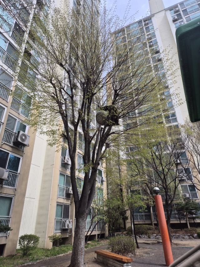 13일 경기지역에 강풍주의보가 발효된 가운데 수원시 장안구의 한 아파트 단지 나무 위에 옥상환풍기가 떨어져 있는 모습. 독자 제공