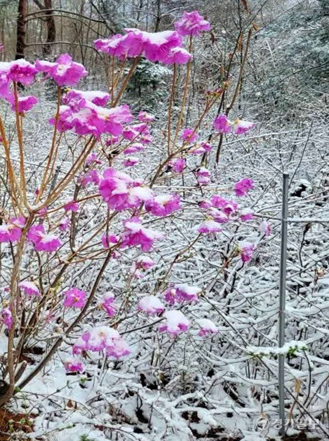 13일 오전 양평군 용문산에 때 아닌 폭설이 내려 분홍 진달래와 등산로, 나뭇가지에 하얀 눈이 소복이 쌓여 멋진 설경을 연출하고 있다. 황선주기자