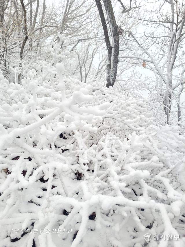 13일 오전 양평군 용문산에 때 아닌 폭설이 내려 분홍 진달래와 등산로, 나뭇가지에 하얀 눈이 소복이 쌓여 멋진 설경을 연출하고 있다. 황선주기자