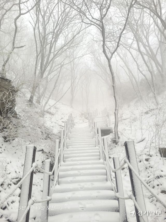 13일 오전 양평군 용문산에 때 아닌 폭설이 내려 분홍 진달래와 등산로, 나뭇가지에 하얀 눈이 소복이 쌓여 멋진 설경을 연출하고 있다. 황선주기자