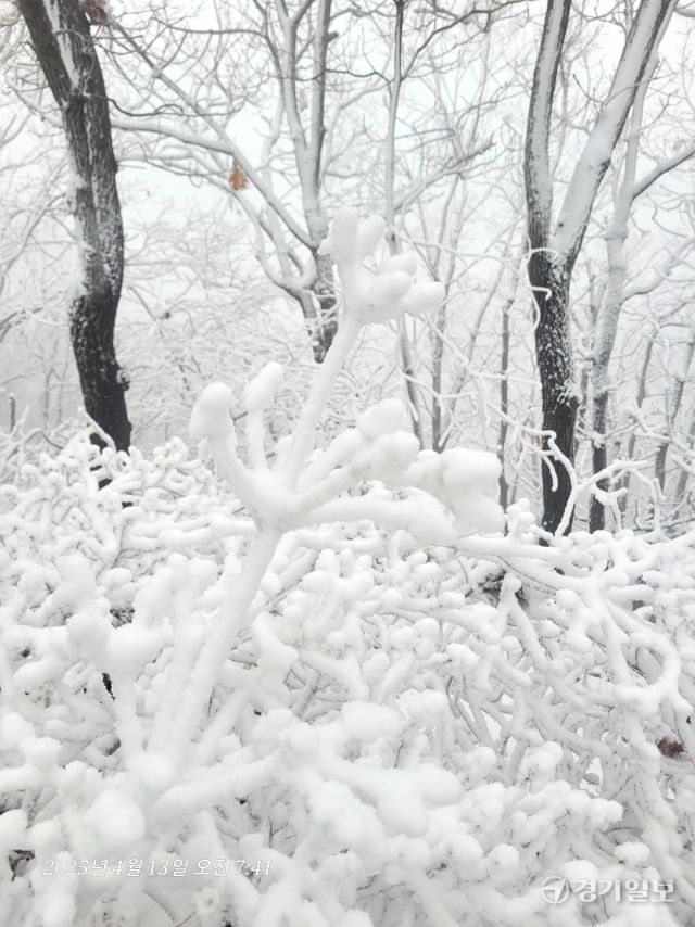 13일 오전 양평군 용문산에 때 아닌 폭설이 내려 분홍 진달래와 등산로, 나뭇가지에 하얀 눈이 소복이 쌓여 멋진 설경을 연출하고 있다. 황선주기자
