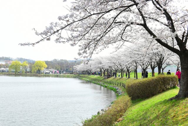 안산 화랑유원지에서 열린 ‘제1회 안산 벚꽃 놀이터’ 축제 현장 전경. 안산시 제공