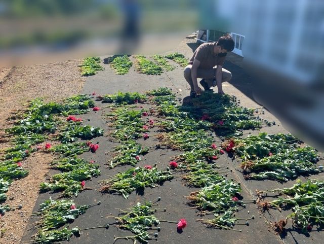 지난해 적발된 양귀비 재배 현장. 평택해양경찰서 제공