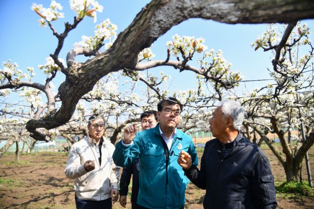 엄범식 농협중앙회 경기본부장이 15일 안성시 내 한 배 농가를 찾아 냉해피해 상황을 직접 점검하고 있다. 농협중앙회 경기본부 제공