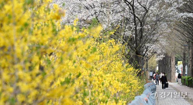 인천 낮 최고 기온이 19.4 도까지 올라 포근한 날씨를 보인 16일 인천시 부평구 만월로 인근 근린공원을 찾은 개나리와 벚꽃이 만개한 산책로를 거닐며 봄기운을 만끽하고 있다.